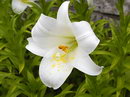 Lilium Longiflorum